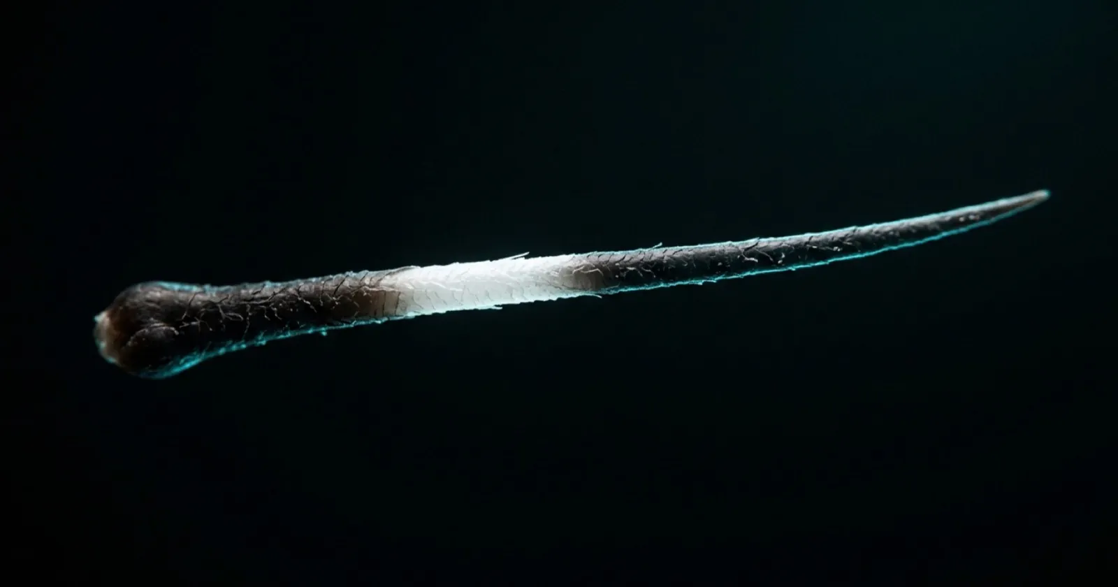 A single hair strand that is dark at the root, white in the middle, then dark again toward the tip, on black.