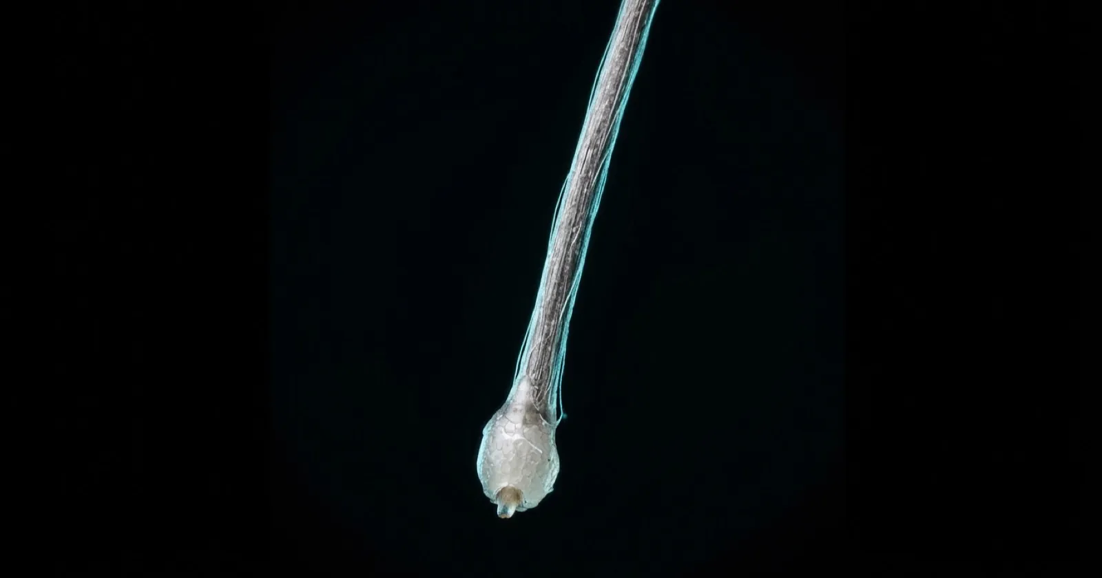 One silver hair strand with its small root bulb visible at the end, isolated on a black background.