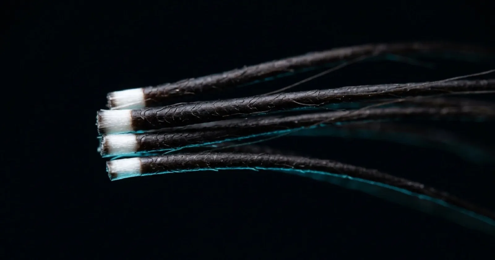 A few dark hair strands with a narrow, even band of white at the root end, on a black background.