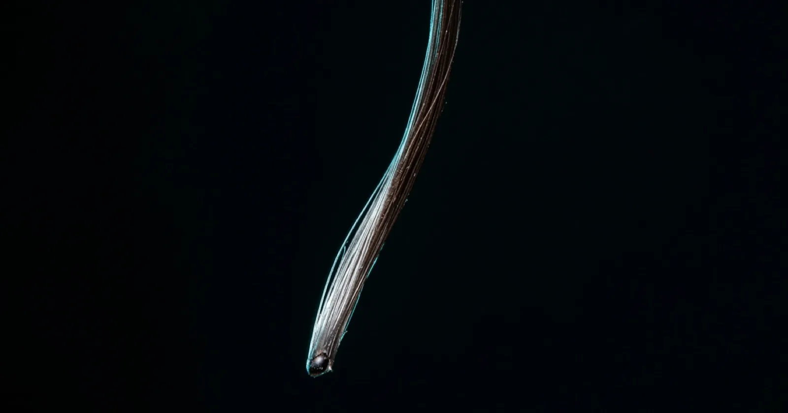 A single hair strand, silver for the first third from its root and dark brown for the rest, on a black background.